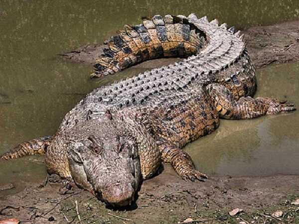 Mơ thấy cá sấu là một trong những giấc mơ kinh hoàng và ám ảnh đối với nhiều người mơ. Vậy giấc mơ này có phải là một điềm báo không may mắn hay không? Để biết thêm chi tiết về vấn đề này mời bạn theo dõi bài chia sẻ sau đây của coiboitinhduyen.com. NẰM MƠ THẤY CÁ SẤU LÀ ĐIỀM BÁO GÌ? Cá sấu là một loài động vật sống ở các khu vực đầm lầy . Đặc biệt loài động vật này rất hung ác và có khả năng tấn công dẫn đến chết người. Do đó khi mơ thấy cá sấu nhiều người nghĩ rằng đây là một điềm báo không may mắn. Nhưng để nhận xét được một cách chính xác được vấn đề này thì chúng ta cần phải dựa trên nhiều chi tiết trong giấc mộng thấy cá sấu của người mơ. Để tìm hiểu rõ hơn mời bạn theo dõi nội dung phân tích sau đây của chúng tôi. Mơ thấy cá sấu là điềm báo lành hay dữ? Mơ thấy cá sấu là điềm báo lành hay dữ? Mơ thấy cá sấu chung chung Theo các chuyên gia sổ mơ, nếu như trong giấc mộng bạn thấy cá sấu thì đây là một điềm báo cho thấy bạn đang vướng phải một mối quan hệ không tốt. Những người mà bạn quen biết trong thời gian qua chỉ muốn lợi dụng bạn để mưu cầu lợi lộc. Họ nhìn thấy bạn là người có địa vị nên muốn thân cận để mong được giúp đỡ. Do đó trong thời gian này bạn nên cẩn thận để tránh vướng phải thị phi không đáng có. Chiêm bao thấy cá sấu cắn Nếu như trong giấc mộng bạn thấy cá sấu tấn công và cắn bạn thì đây là một điềm báo cho thấy bạn đang gặp rất nhiều vấn đề liên quan đến sức khỏe. Bạn nên cẩn thận trong việc di chuyển và đi lại. Không nên uống rượu bia khi tham gia giao thông. Và có có thể thì bạn nên cẩn trọng hơn trong các chuyến công tác xa. Giấc mơ này cảnh báo bạn về vấn đề an toàn sức khỏe. Chiêm bao thấy cá sấu đuổi Đây là một điềm báo cho thấy tâm trạng của bạn đang không được ổn định. Những có thế lực không ngừng chèn ép bạn trong làm ăn và kinh doanh. Bạn dần không còn đủ bình tĩnh và niềm tin để vực dậy chính mình. Nhưng hãy bình tĩnh và tìm cách giải quyết mọi việc. Dù có thất bại thì người thân vẫn luôn bên bạn và giúp bạn vượt qua những khó khăn. Vì vậy hãy bình tĩnh bạn nhé. Nằm mộng tháy cá sấu ăn thịt người Đây là một giấc mơ kinh hãi nhất đối với nhiều người. Nó cho thấy bạn đang vướng phải nhiều chuyện thị phi và có thể khiến bạn đánh mất hết tất cả. Thời gian này bạn nên ổn định lại tâm trạng của chính mình và tìm cho mình một hướng phát triển riêng. Ngoài ra bạn nên định hướng cho mình cuộc sống trong tương lai. Chiêm bao thấy cá sấu nên đánh số đề con bao nhiêu? Chiêm bao thấy cá sấu nên đánh số đề con bao nhiêu? MƠ THẤY CÁ SẤU THÌ NÊN ĐÁNH SỐ ĐỀ CON BAO NHIÊU ĐỂ TRÚNG LỚN? Chiêm bao thấy cá sấu nên đánh ngay những con số may mắn sau để rước tài lộc vào nhà. • Khi nằm chiêm bao thấy cá sấu thì bạn nên đánh ngay số 18, 33 và 63 • Khi nằm chiêm bao thấy cá sấu nằm dưới nước thì bạn nên đánh ngay số 07 và 40 • Khi nằm chiêm bao thấy chạy thoát khỏi cá sấu thì bạn nên đánh ngay số 04, 05 và 70 • Khi nằm chiêm bao thấy bạn bị cá sấu cắn thì bạn nên đánh ngay số 25 và 42 • Khi nằm chiêm bao thấy cá sấu đuổi thì bạn nên đánh ngay số 45 và 51 • Khi nằm chiêm bao thấy cá sấu đuổi bạn dưới nước thì bạn nên đánh ngay số 23 và 70 • Khi nằm chiêm bao thấy cá sấu ăn thịt bạn thì bạn nên đánh ngay số 26 và 62 • Khi nằm chiêm bao thấy cá sấu ăn thịt người khác thì bạn nên đánh ngay số 39 và 77 • Khi nằm chiêm bao thấy cá sấu ăn thịt con mồi thì bạn nên đánh ngay số 28, 56 và 95 Trên đây là một số thông tin liên quan đến việc giải mã giấc mơ thấy cá sấu. Hy vọng những thông tin mà chúng tôi chia sẻ đã giúp ích cho bạn đọc.
