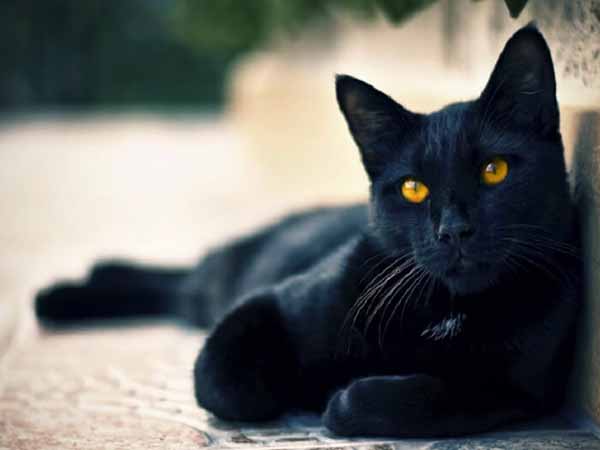 Nằm mơ thấy mèo đen đánh con gì ăn chắc, có điềm báo gì
