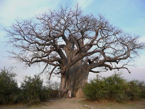 Nhìn thấy cây cổ thụ là điềm gì? Có phải điềm báo hút TIỀN tài?